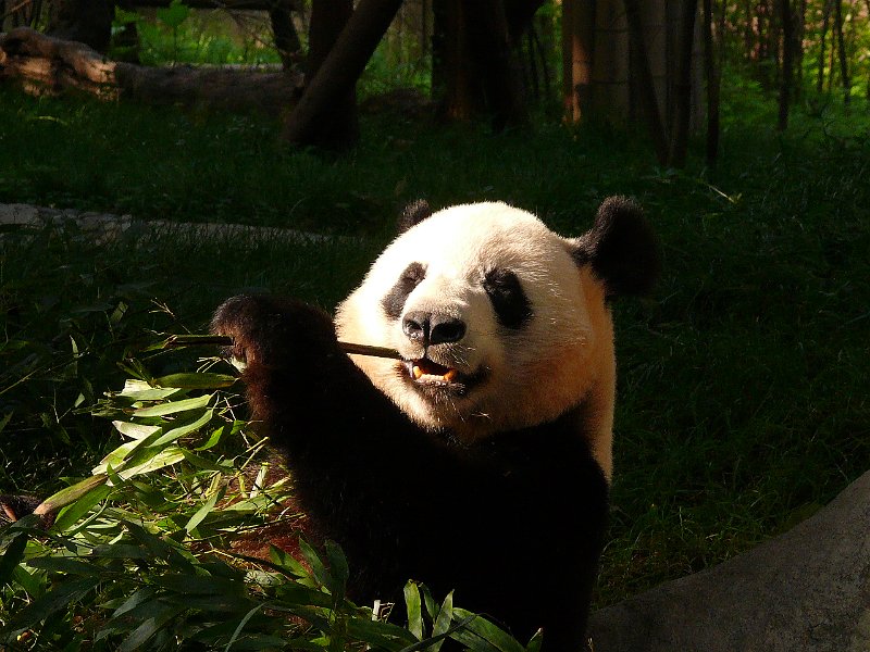 Pandas (035).jpg